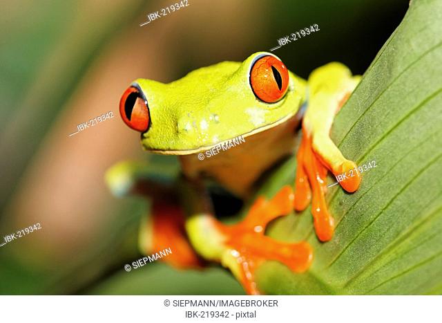 Gaudy Leaf Frog, Red-eyed Treefrog (Agalychnis callidryas), Costa Rica