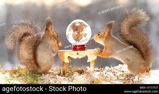 red squirrels with an crystal ball in winter