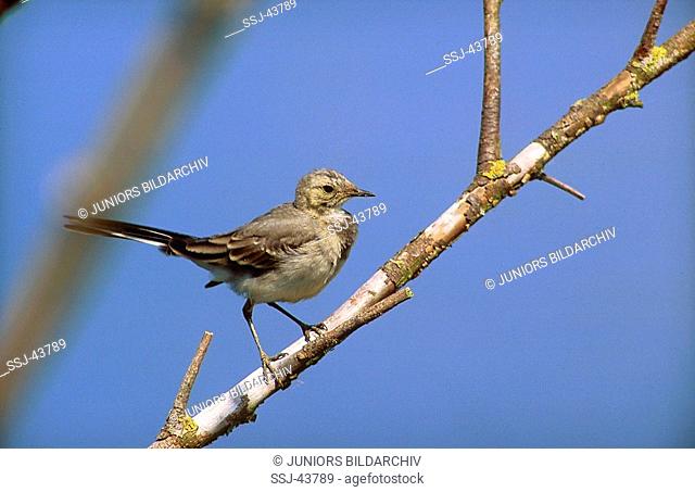 Motacilla alba / Young White Wagtail sitting on a twig