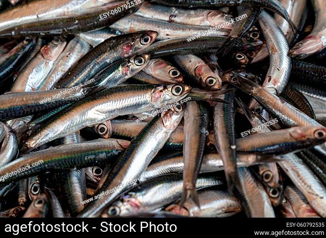 Fresh anchovies fish on ice at the seafood market, healthy life concept, diet
