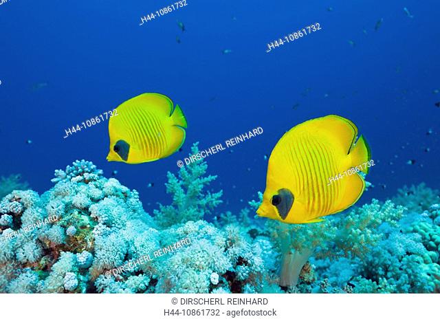 Masked Butterflyfish, Pair, two, couple, Chaetodon