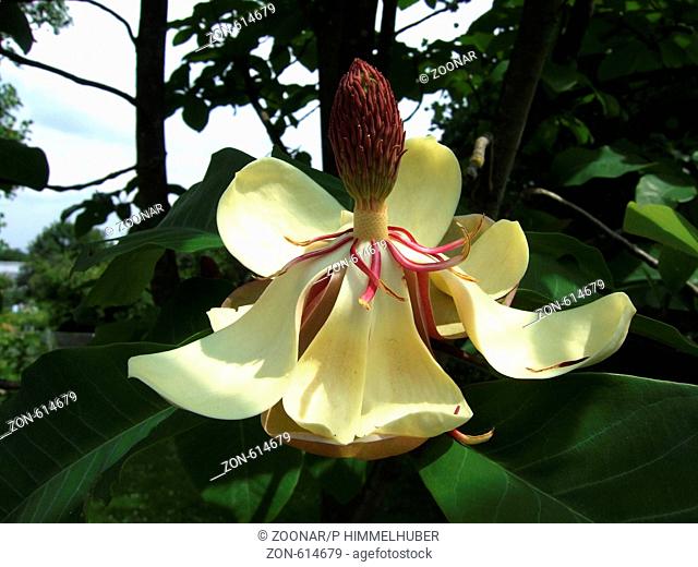 Magnolia obovata, Eiförmige Magnolie