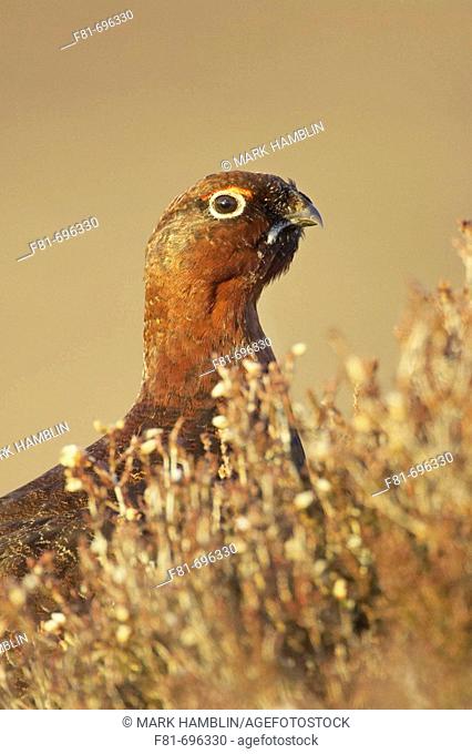 Red grouse Lagopus lagopus scoticus portrait of adult male on heather moor  Scotland  April 2006