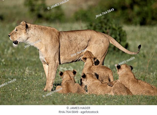 Lion (Panthera leo) cubs and their mother, Ngorongoro Crater, Tanzania, East Africa, Africa