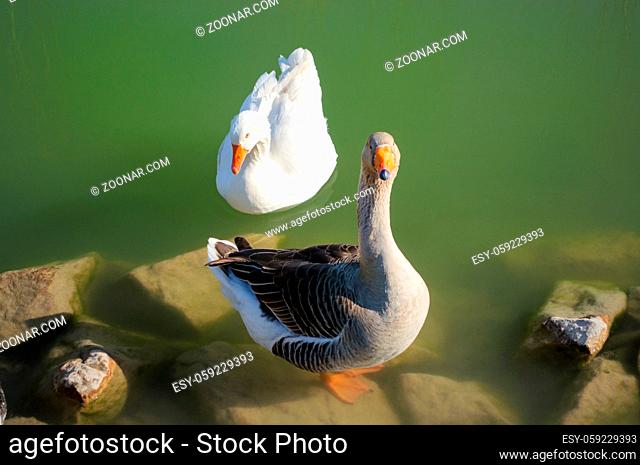 A wild geese couple in a green pond