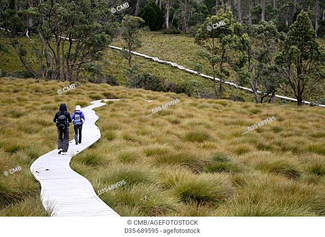 Hiker on Cradle Valley Boardwalk, Dove Lake to Ronny Creek, Cradle Mountain National Park, Tasmania, Australia