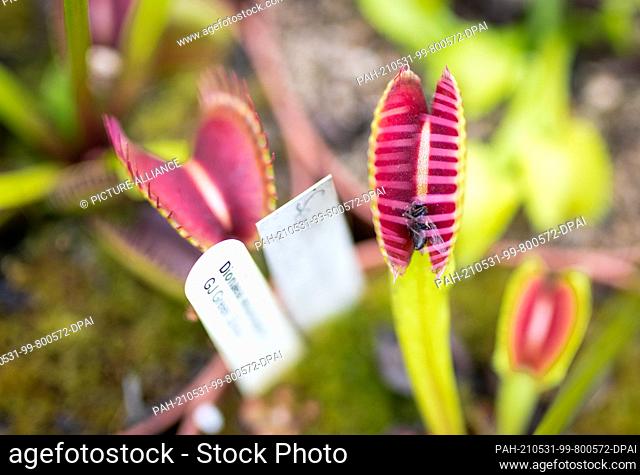 27 May 2021, Baden-Wuerttemberg, Ludwigsburg: A fly lies in a carnivorous plant of the Venus flytrap species. Depredation, habitat destruction