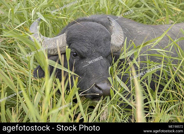 ORLOVKA VILLAGE, RENI RAION, ODESSA OBLAST, UKRAINE - SEPTEMBER 01, 2020: Water buffalo grazing in the reeds
