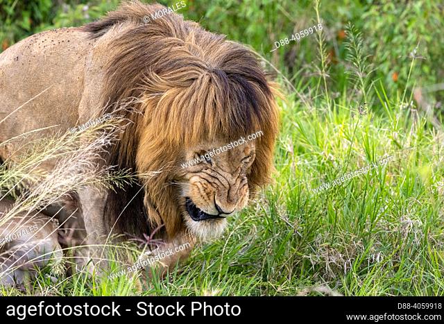 Africa, East Africa, Kenya, Masai Mara National Reserve, National Park, Lion (Panthera leo), walking in the savanna