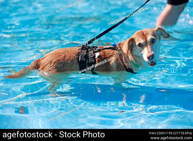 17 September 2023, Saxony-Anhalt, Magdeburg: A dog stands in the water on a leash in the Carl Miller pool. The association Pfotenfreunde Deutschland e