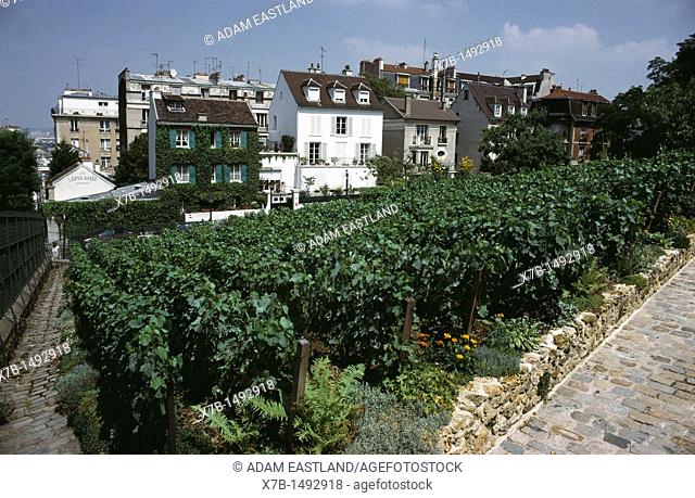 Paris  France  Vines growing behind the Lapin Agile in Montmartre  18th Arrondissement