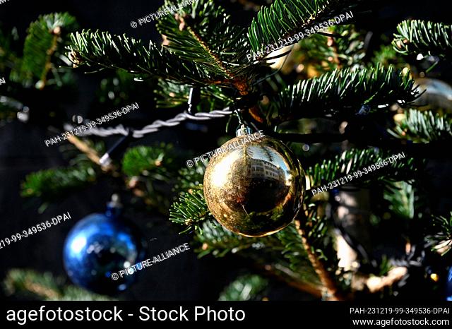 17 December 2023, North Rhine-Westphalia, Cologne: Balls hanging on a branch of a Christmas tree, Christmas tree Photo: Horst Galuschka/dpa