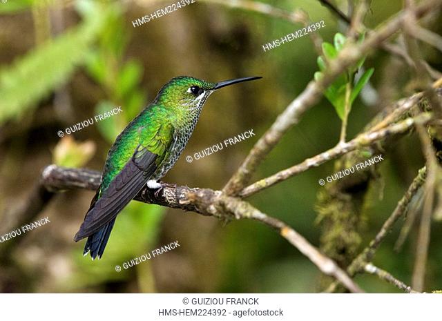 Costa Rica, Puntarenas Province, Monteverde, Reserva Biologica del Bosque Nuboso, Cloud Forest Biological Reserve, the bird fly or hummingbird