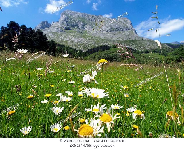 Meadow wild flowers and Anboto mountain. Arrazola countryside. Urkiola Natural Park. Bizkaia province. Euskadi. Spain