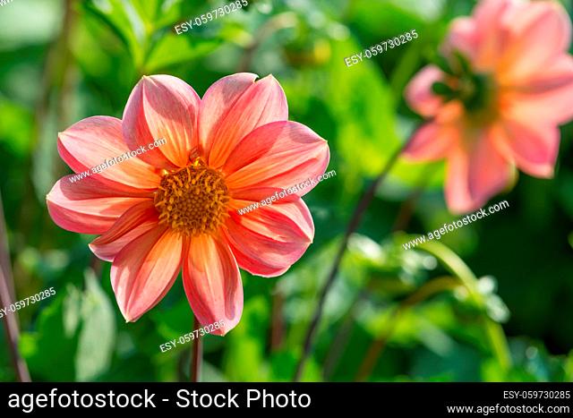 Flower of pink dahlia