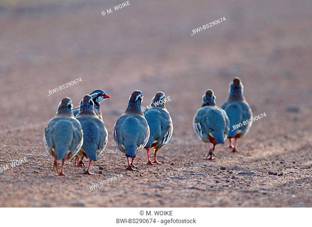 red-legged partridge (Alectoris rufa), walking family, Spain, Almeria