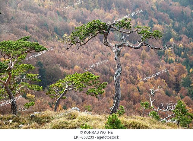 Pine trees Pinus sylvestris in Autumn, Upper Bavaria, Germany