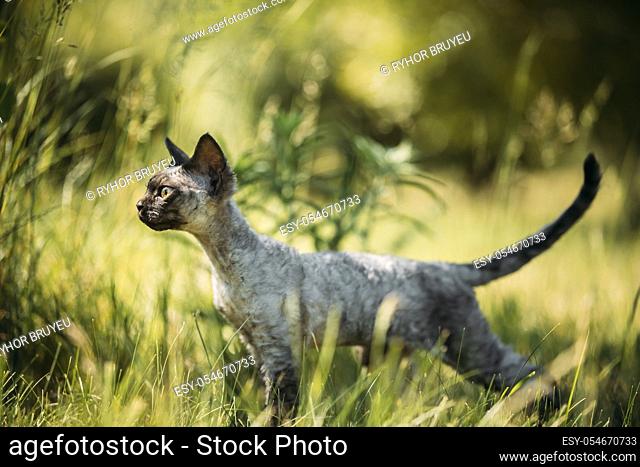 Funny Young Gray Devon Rex Kitten In Green Grass. Short-haired Cat Of English Breed