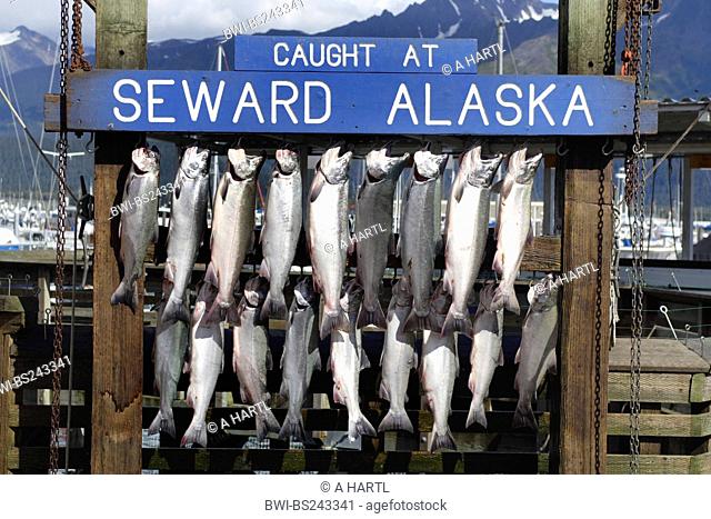 coho salmon, silver salmon Oncorhynchus kisutch, fishes hung up at a wooden scaffold after fishing, USA, Alaska, Seward