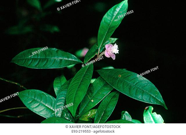 Ipeka Mawon (Psychotria urbaniana)