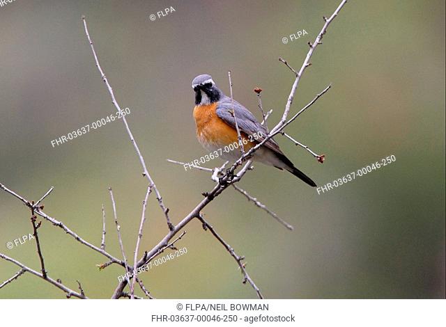 White-throated Robin Irania gutturalis adult male, perched on twig, Armenia, may
