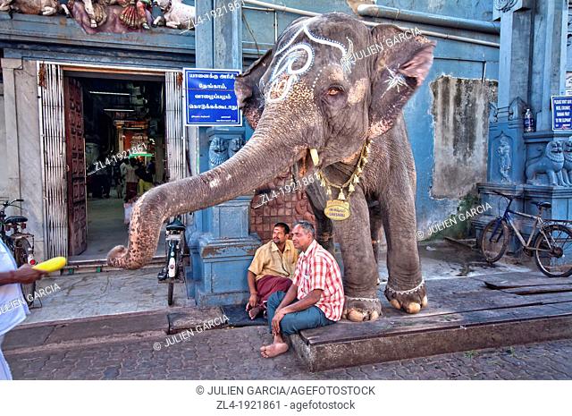 Lakshmi, the temple elephant. India, Tamil Nadu, Pondicherry. (/Julien Garcia)