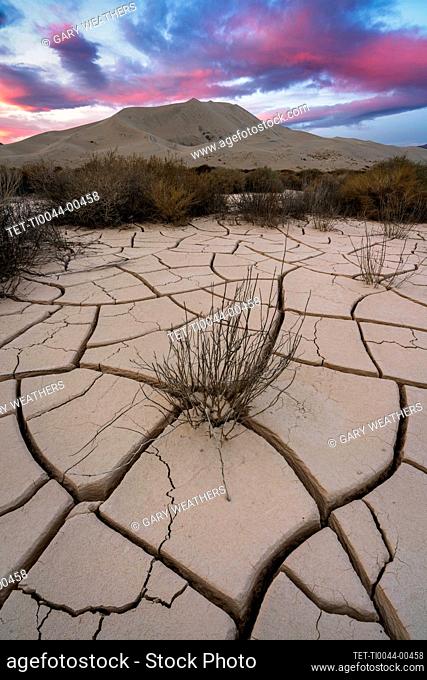 United States, California, Cracked sand dunes and bushes
