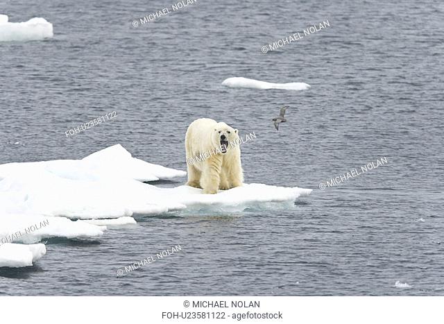 Polar bear Ursus maritimus on multi-year ice floes in the Barents Sea off the eastern coast of EdgeÏya Edge Island in the Svalbard Archipelago, Norway