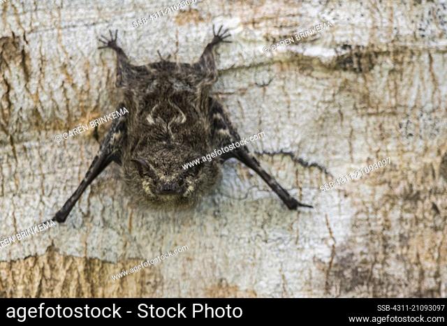 Greater Sac-Winged Bat, Saccopteryx bilineata, Belize