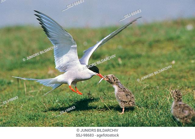 sterna hirundo / common tern feeds chick