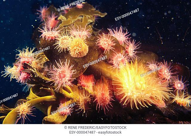 Brooding sea anemones (Epiactis prolifera) on bull kelp (Nereocystis luetkeana). Pacific Northwest