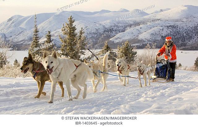 Santa Claus, running sled dogs, Alaskan Huskies, dog team, musher, dog sled race near Whitehorse, Fish Lake behind, Yukon Territory, Canada