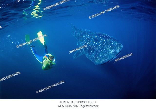 Female snorkeler swims with Whale shark, Rhincodon thypus, Afar Triangle, Gulf of Aden, Gulf of Tadjourah, Djibouti Djibuti Africa