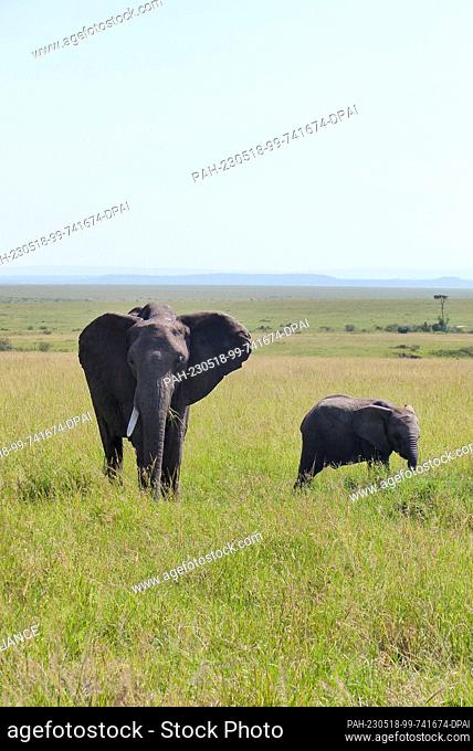 06 March 2023, Kenya, Masai Mara: An elephant cow with calf in the Masai Mara nature reserve. Photo: David Renke/dpa. - Masai Mara/Masai Mara/Kenya