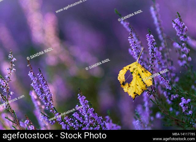 the flowers of common heather (calluna vulgaris) glow in the morning light, a birch leaf has got caught in the branches, behringer heide