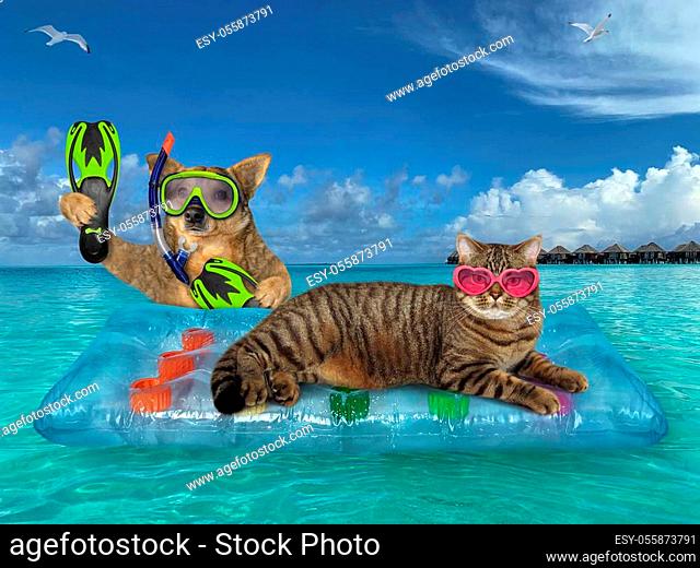 The beige cat and the dog are relaxing on a blue air bed in the sea in the Maldives together. The first in a heart shaped sunglasses