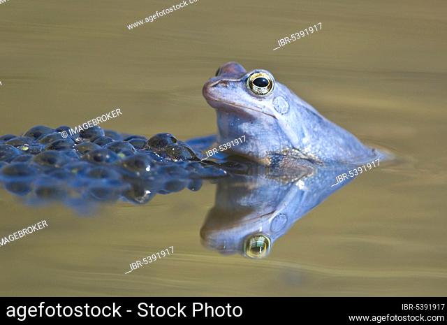 Moor frog (Rana arvalis) moor frog, NP Kalkalpen, Austria, Europe