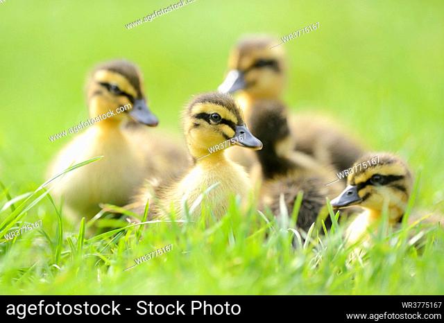 Wild Duck chicks on a meadow