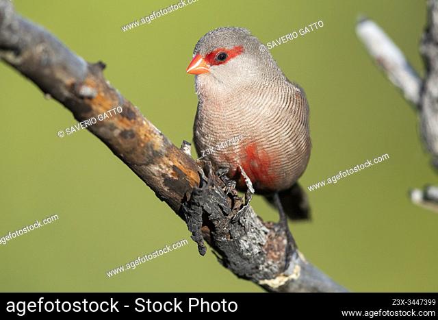 Common Waxbill (Estrilda astrild), front view of an adult perched on a branch, Western Cape, South Africa