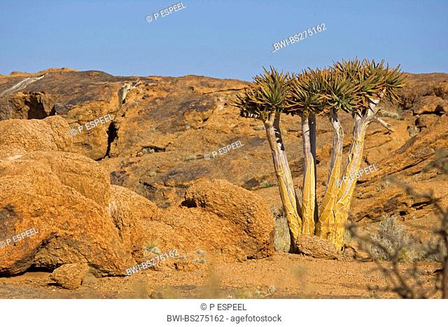 Kokerboom, Quivertree, Quiver Tree Aloe dichotoma, between rocks, South Africa, Northern Cape, Augrabies Falls National Park
