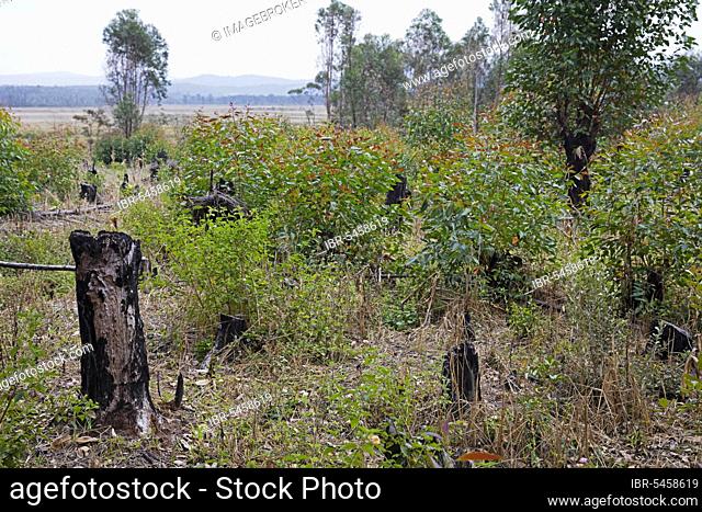 Burnt-out tree stumps, result of slash-and-burn agriculture, where natural vegetation is cut down and burnt to clear the land for cultivation, Alaotra-Mangoro