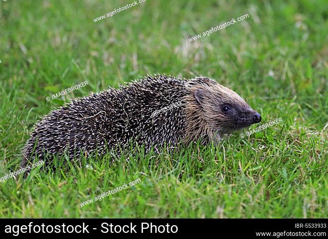 Western Hedgehog (Erinaceus europaeus), Surrey, England, Europe