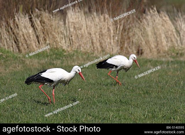 Two White storks (Ciconia ciconia) during foraging in a meadow, Elbe meadows, Wedel, Schleswig-Holstein, Germany, Europe