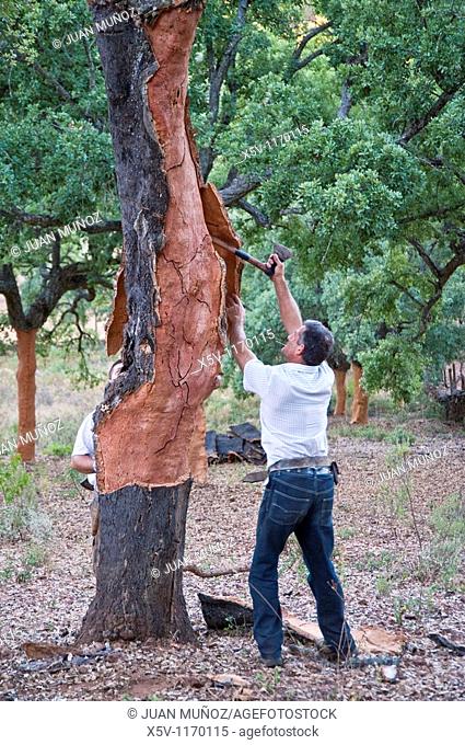Extracting the cork. Cortelazor. Huelva. Natural Park of Aracena and Picos de Aroche. Andalucia. Spain
