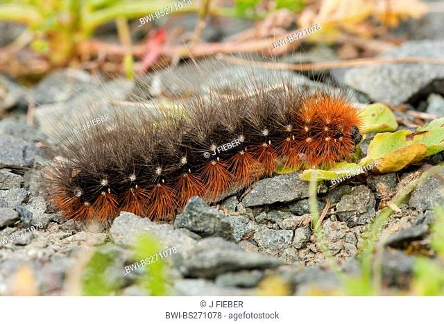 Garden tiger moth Arctia caja, creeping over the gravelly ground , Germany, Rhineland-Palatinate