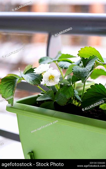 Flowering strawberry plant in flower pot hanging on balcony fence high angle view. Mini garden at home