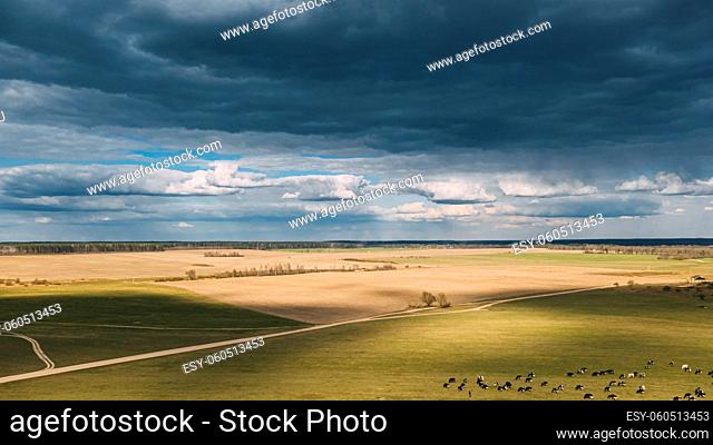 Summer Rural Meadow Landscape Under Scenic Sky. Herd Of Cows Grazing In Green Pasture In Rainy Evening Agricultural Field. Aerial View