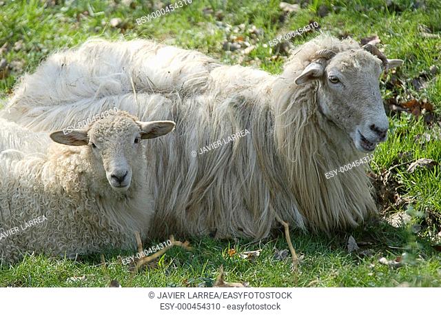 Sheep, Sierra de Aralar, Arraitz, near Zaldibia, Gipuzkoa, Euskadi, Spain