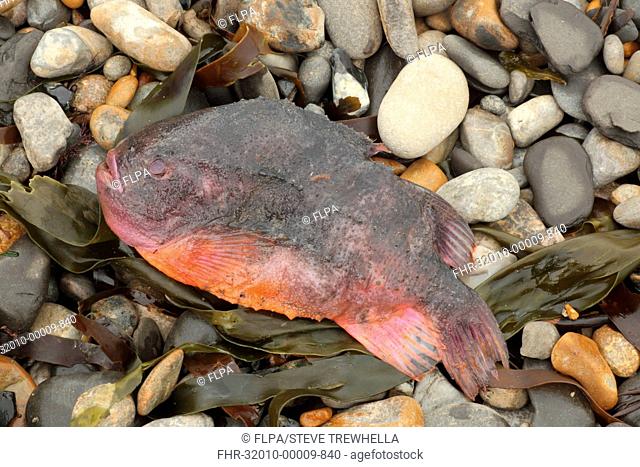Lumpsucker (Cyclopterus lumpus) dead adult, washed up on beach strandline, Kimmeridge, Isle of Purbeck, Dorset, England, April