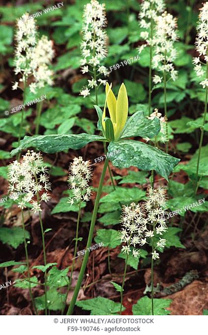 Yellow Trillium (Trillium luteum) & Foamflower (Tiarella cordifolia). Great Smoky Mountains NP. Tennessee. USA